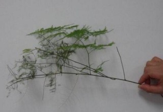 文竹怎么繁殖，文竹扦插繁殖方法步骤,第4图