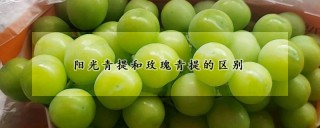 阳光青提和玫瑰青提的区别,第1图