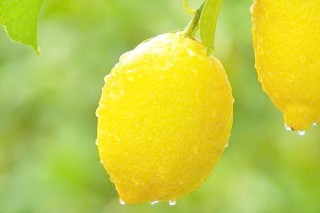 柠檬产地,第2图