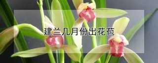 建兰几月份出花苞,第1图