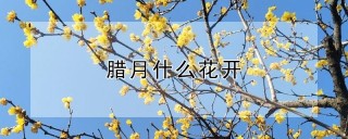 腊月什么花开,第1图