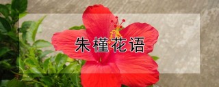 朱槿花语,第1图