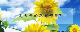 夏天开的花有哪些?,第1图