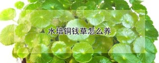 水培铜钱草怎么养,第1图