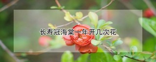 长寿冠海棠一年开几次花,第1图