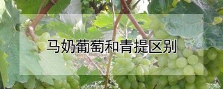 马奶葡萄和青提区别,第1图