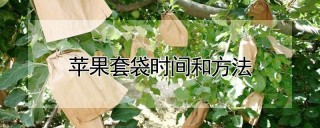 苹果套袋时间和方法,第1图