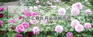 为什么种牡丹必须种芍药,第1图