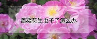 蔷薇花生虫子了怎么办,第1图