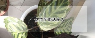 一盆竹芋能活多久,第1图