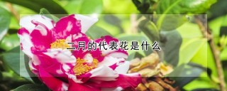 二月的代表花是什么,第1图