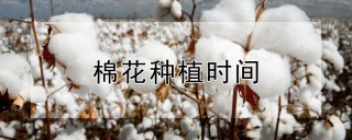 棉花种植时间,第1图