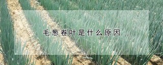 毛葱卷叶是什么原因,第1图