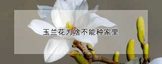 玉兰花为啥不能种家里,第1图