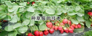 种草莓的技术,第1图