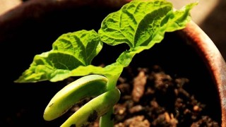 红豆怎么种小盆栽,第1图