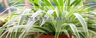 吊兰冬季怎么养殖方法,第1图