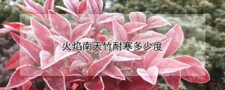 火焰南天竹耐寒多少度,第1图