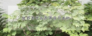 牡丹为什么不开花只长叶,第1图