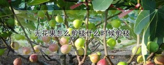 无花果怎么剪枝什么时候剪枝,第1图