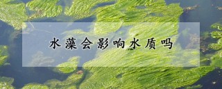 水藻会影响水质吗,第1图