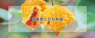 癞葡萄几月份种植,第1图