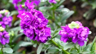 紫罗兰鲜花可以养几天,第1图