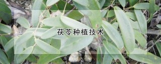 茯苓种植技术,第1图