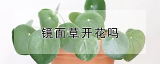 镜面草开花吗,第1图