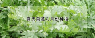露天茼蒿几月份种植,第1图