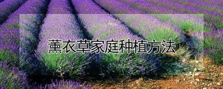 薰衣草家庭种植方法,第1图