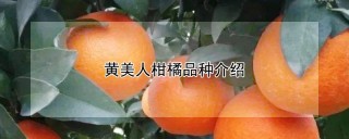 黄美人柑橘品种介绍,第1图