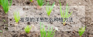 发芽的洋葱怎么种植方法,第1图