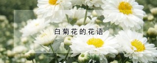 白菊花的花语,第1图