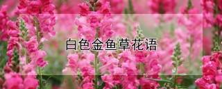 白色金鱼草花语,第1图