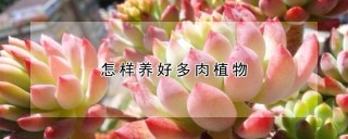 怎样养好多肉植物,第1图