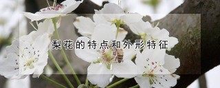 梨花的特点和外形特征,第1图