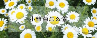 小雏菊怎么养,第1图