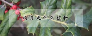 枸骨是什么植物,第1图