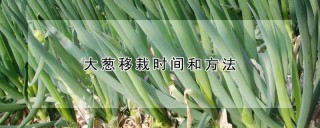 大葱移栽时间和方法,第1图