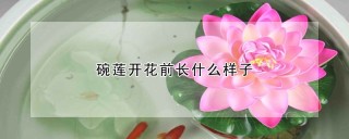 碗莲开花前长什么样子,第1图