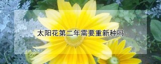 太阳花第二年需要重新种吗,第1图