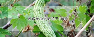 苦瓜长虫求妙招不打药,第1图