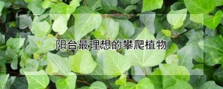 阳台最理想的攀爬植物,第1图