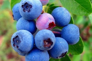 蓝莓树和冬青树的区别,第3图