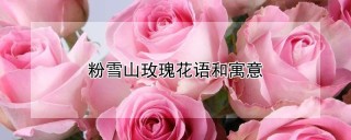 粉雪山玫瑰花语和寓意,第1图