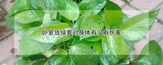 卧室放绿萝对身体有没有伤害,第1图