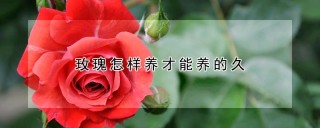 玫瑰怎样养才能养的久,第1图