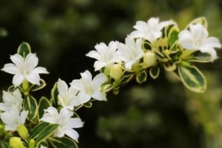 六月雪夏天怎么养，六月雪夏季养殖5大要点,第1图