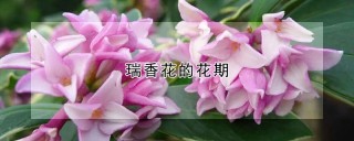 瑞香花的花期,第1图